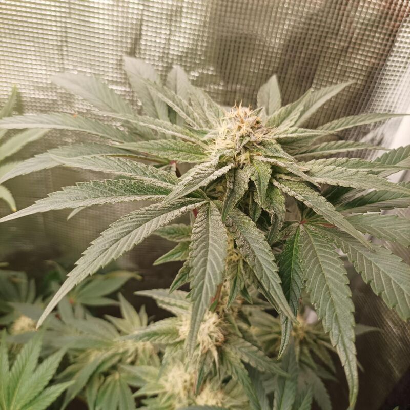 Tarte Tatin, Фасовка: 3, изображение 3